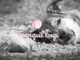 Tranquil'loup