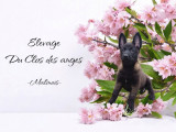 Du Clos des Anges