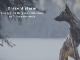 Dragonflyfarm
