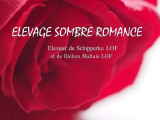 Sombre Romance