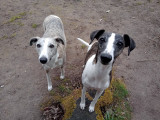 HappyPets