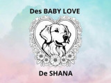 Des Baby Love de Shana