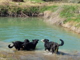 Des Bergers de Loscane