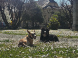 Pattes et compagnies