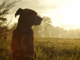 Education Canine du Forez