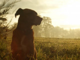 Education Canine du Forez