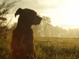 Education Canine du Forez
