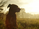 Education Canine du Forez