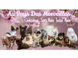 Au Pays des Merveilles