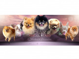 Du Domaine Angel Stars