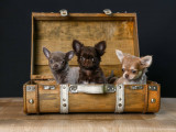 Chihuahua Oliver