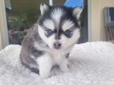 Pomsky des Abers