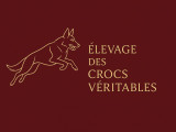 Des Crocs Véritables
