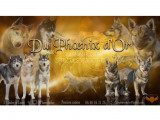 Du Phoenix d'Or