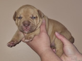 Mel's Bully Love