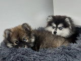 Les Pomsky de Naoned