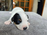 Jack Russel Family
