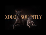 Xolowallonie