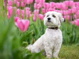 Dog and puppy photography