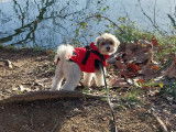 My Doggy Walk