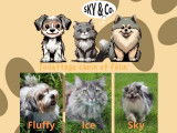Sky & Co