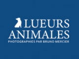Lueurs Animales