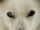 Arco Mushing Team