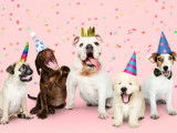 Waggy Tails Resort