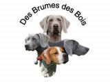 Des Brumes des Bois