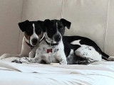 Services chiens et chats Franches-Montagnes