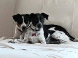 Services chiens et chats Franches-Montagnes