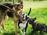 Animal Whispers