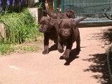 La Maison des Retrievers
