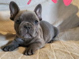 Passion-Bouledogue
