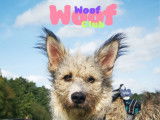 Woof Woof Club