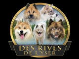 Des Rives De L'Yser