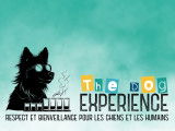 The Dog Experience