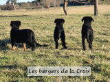 Des Bergers De La Croix