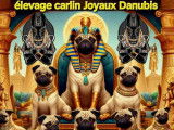 Joyaux d'Anubis