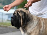 Mastiff du Tarn Garonne