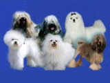 Club des Bichons, Petits Chiens Lions et Ratiers de Prague