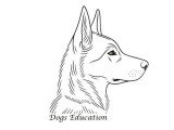 Dogs Education