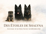 Des Étoiles de Shalyna