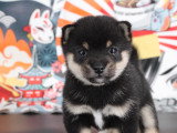 Kawaii Mame Shiba