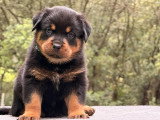 Kaiserkrone Impérium Rottweiler