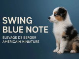Swing Blue Note
