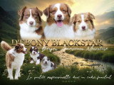 D'Ebony BlackStar