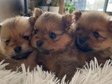 Des Cuttee Little Spitz