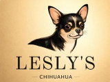 Lesly’s Chihuahua