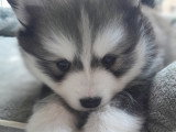 L'escale Pomsky